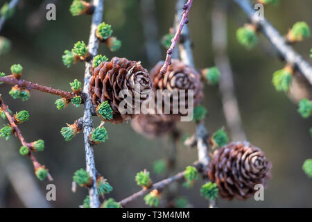 Larix im Frühling close up Stockfoto