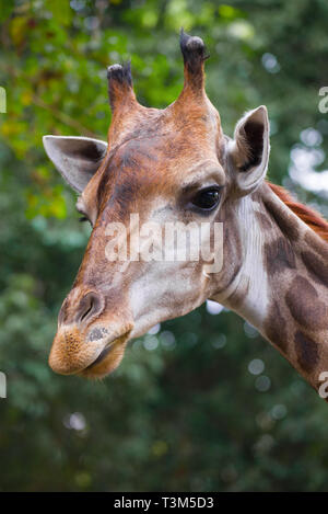 Porträt einer Giraffe. Chiang Mai Stockfoto