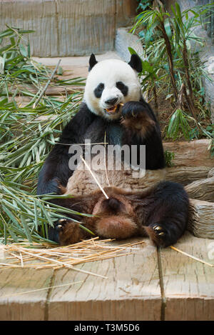 CHIANG MAI, THAILAND - Dezember 20, 2018: Das Männchen der Große Panda im Zoo Stockfoto