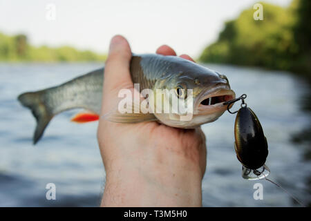 Döbel gefangen auf spinnen Köder in Fisherman's Hand Stockfoto