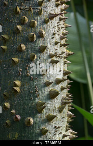 Nahaufnahme einer spikey Ceiba (Ceiba trichistandra), Familie der Malvaceae. Stockfoto
