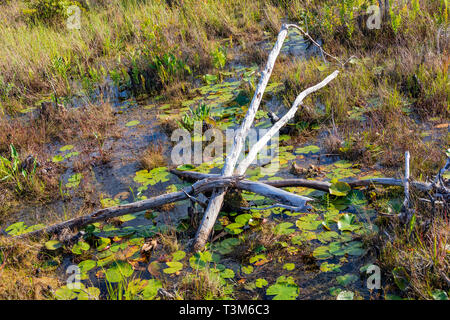 Eine Anordnung von kleinen toten Bäumen und Gliedmaßen unter Lily Pads in einer seichten Sumpf Bereich der Okefenokee Swamp. Stockfoto