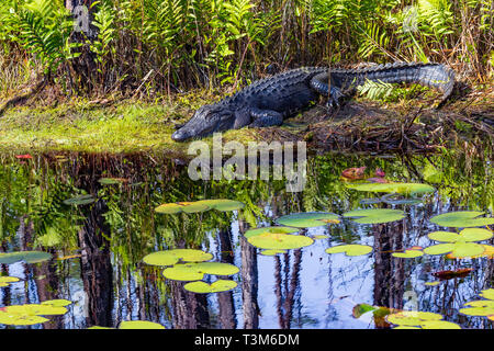 Nach American alligator ruht in der Sonne auf der Bank von okefenokee Swamp, mit Lily Pads im Vordergrund. Stockfoto