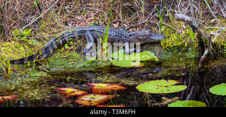 Eine kleine amerikanische Alligator auf der Bank, mit Lily Pads im Vordergrund. Bild horizontal. Stockfoto