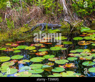 Kleine amerikanische Alligator auf der Bank der okefenokee Swamp, mit Lily Pads im Vordergrund. Bild horizontal. Stockfoto