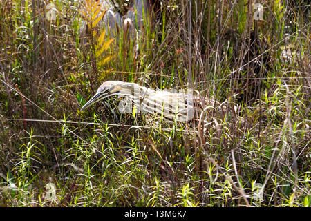 Eine amerikanische Rohrdommel waten und Fütterung in der okefenokee Swamp. Stockfoto