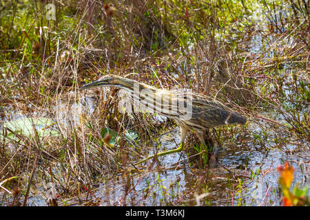 Eine amerikanische Rohrdommel waten und Fütterung in der okefenokee Swamp. Stockfoto