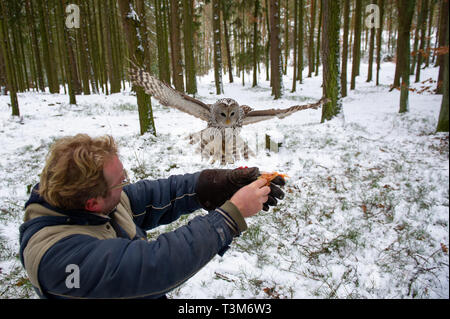 Waldkauz Landung auf falkner arm im Winter im Wald Stockfoto