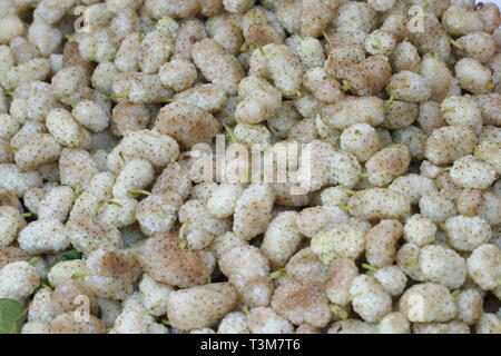 Stapel der weißen Maulbeere Früchte. White mulberry Obst - Hintergrund Stockfoto
