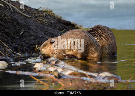 Zwei wilden Biber Fütterung auf einige Aspen Baumrinde am Rande ihrer Beaver House in einem Biber Teich an Hinton Alberta Kanada Stockfoto