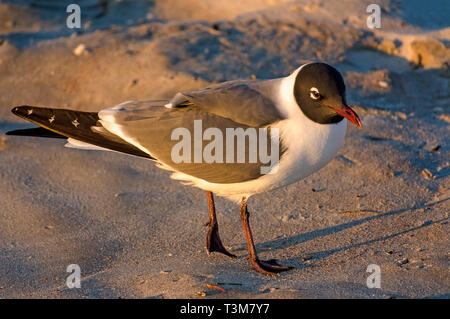 Eine lachende Möwe in Zucht Gefieder Spaziergänge am Strand bei Sonnenaufgang wie Möwen für ein Handout, 21. März 2016, in St. Augustine, Florida zu sammeln. Stockfoto