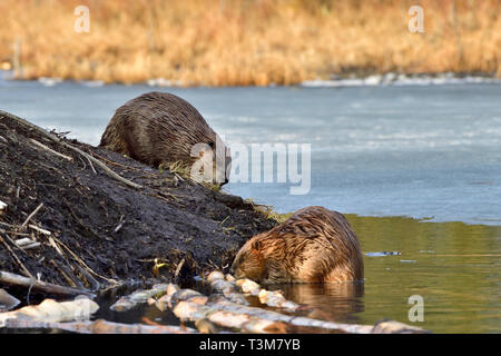 Zwei wilden Biber (Castor canadensis) Fütterung auf einige Aspen Baumrinde am Rande der thier Beaver House in einem Biber Teich an Hinton Alberta Kanada Stockfoto