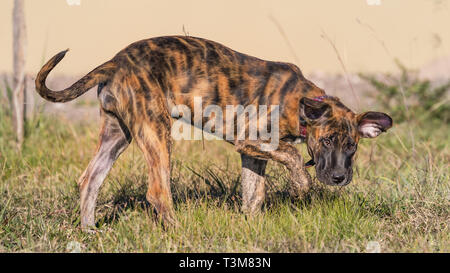 Fila Brasileiro - Deutscher Schäferhund Mix als Welpe Stockfoto