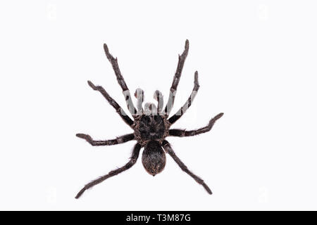 Die gemeinsame Tarantula (Avicularia avicularia) ist eine Pflanzenart aus der Gattung der Vogelspinne, die in Mittel- und Südamerika vorkommt. Auf weissem Hintergrund. Stockfoto