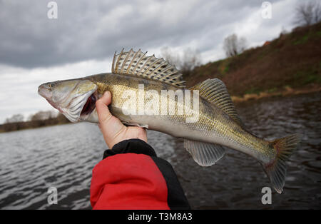 Walleye in Fisherman's Hand an bewölkten Herbst Tag Stockfoto