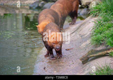 Bush Hund neben einem Teich Stockfoto