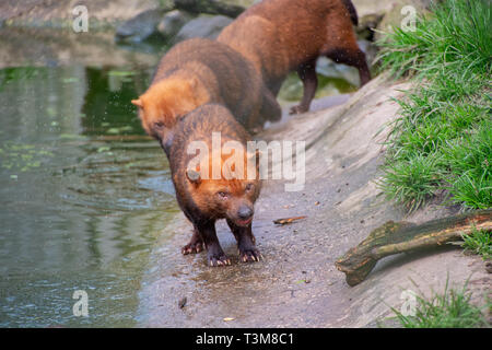 Bush Hund neben einem Teich Stockfoto