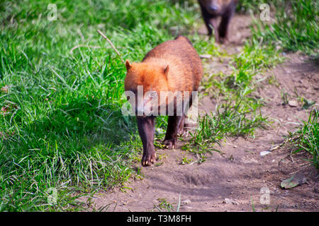 Kleine Bush Hund Wandern rund um Stockfoto