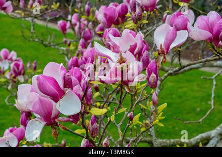 Magnolie in voller Blüte mit rosa Blumen Stockfoto