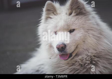 Junge weiße männliche samoyed liegt im Hof. Stockfoto