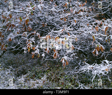 USA, Colorado, schwarze Schlucht des Gunnison National Park, Schneefall klammert sich zu fallen - farbige Gambel Eiche und Serviceberry. Stockfoto