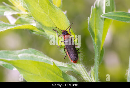 Soldat Käfer unter Sommer Blatt sitzen Stockfoto