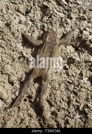 Frosch kriechen auf dem Trockenen Stockfoto