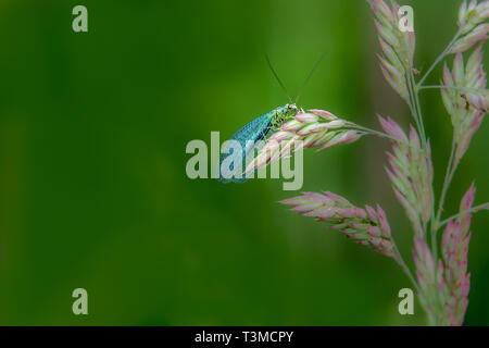 Florfliege (Chrysopidae) thront auf einem Gras Stammzellen Stockfoto