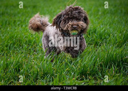 Working Gundogs Springer Spaniels und Speocker Stockfoto