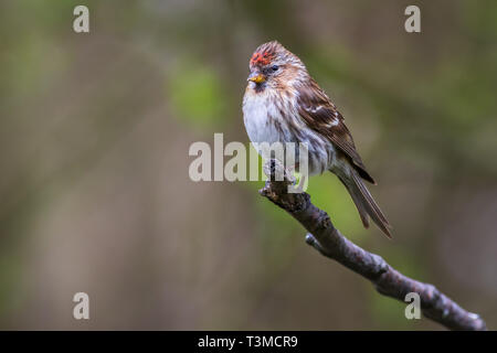 geringerer Redpoll (Acanthis Cabaret) thront auf einem Ast Stockfoto