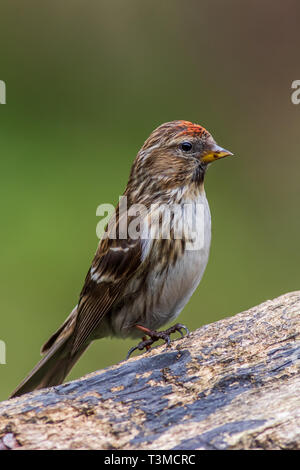 geringerer Redpoll (Acanthis Cabaret) thront auf einem Ast Stockfoto