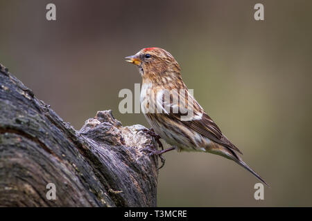 geringerer Redpoll (Acanthis Cabaret) thront auf einem Ast Stockfoto