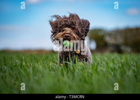 Working Gundogs Springer Spaniels und Speocker Stockfoto