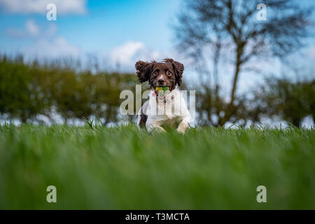 Working Gundogs Springer Spaniels und Speocker Stockfoto