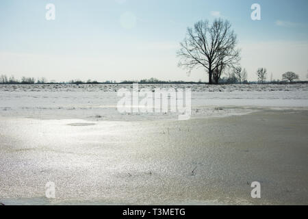 Gefrorenes Wasser und Schnee im Feld, ein einsamer Baum am Horizont und ein wolkenloser Himmel - Ansicht im sonnigen Wintertag Stockfoto