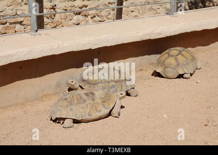 Viele Riesenschildkröten in der Sonne aalen. Park Sommer, Natur. Stockfoto