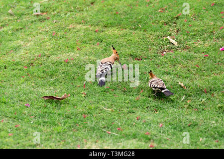 Zwei Wiedehopf Vogel sitzt auf grünem Gras. Stockfoto
