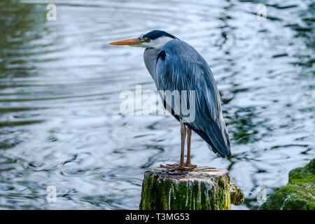 Porträt einer wunderschönen Blue Heron auf einem Baumstumpf. Stockfoto