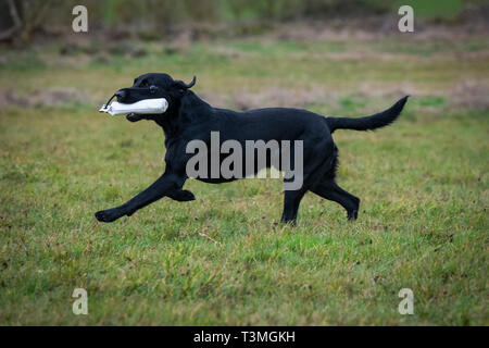 Labrador Gundogs Stockfoto