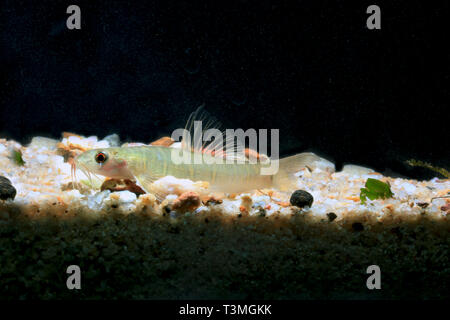 Grau gebänderten Loach, Nemacheilus selangoricus Stockfoto