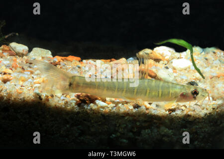 Grau gebänderten Loach, Nemacheilus selangoricus Stockfoto