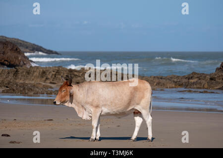 Nguni Kuh entspannt sich auf dem Sand in der zweiten Strand, in Port St Johns auf der wilden Küste in der Transkei, Südafrika. Stockfoto