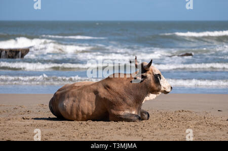 Nguni Kuh entspannt sich auf dem Sand in der zweiten Strand, in Port St Johns auf der wilden Küste in der Transkei, Südafrika. Stockfoto