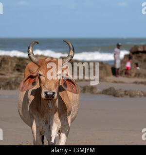 Nguni Kuh entspannt sich auf dem Sand in der zweiten Strand, in Port St Johns auf der wilden Küste in der Transkei, Südafrika. Stockfoto