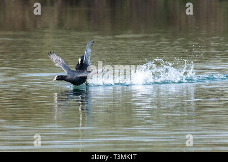 Blässhühner (Fulica atra), die die aggressive Bekämpfung territoriale Verhalten im frühen Frühjahr Stockfoto