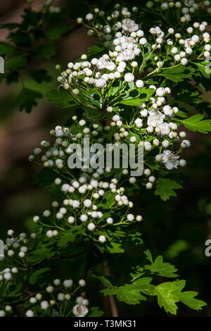 Weißdorn (Rosa moschata) in Blume Nahaufnahme Stockfoto