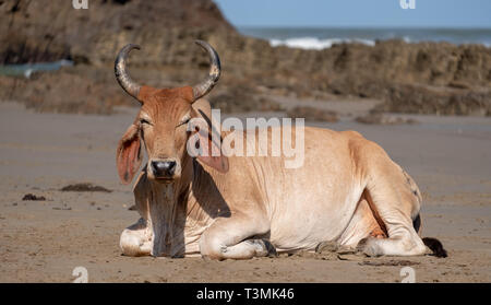 Nguni Kuh entspannt sich auf dem Sand in der zweiten Strand, in Port St Johns auf der wilden Küste in der Transkei, Südafrika. Stockfoto