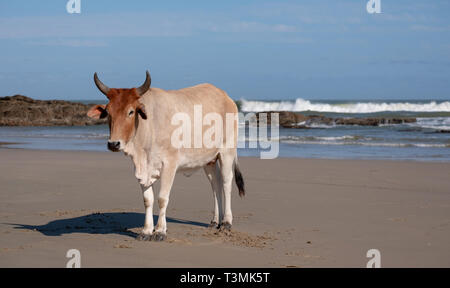 Nguni Kuh entspannt sich auf dem Sand in der zweiten Strand, in Port St Johns auf der wilden Küste in der Transkei, Südafrika. Stockfoto