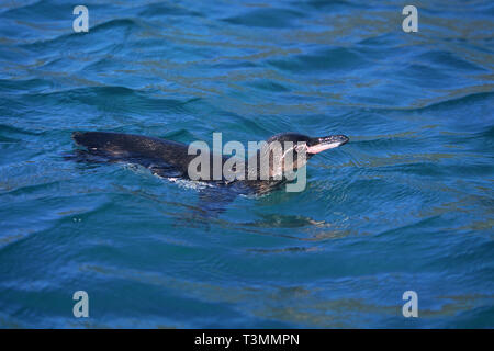 Galápagos-Pinguin (Spheniscus mendiculus), Schwimmen, Punta Espinosa, Fernandina Insel, Galapagos, Ecuador Achipelago Stockfoto