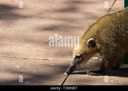 Nasenbär essen Touristen Reste vom Boden in Iguazu National Park, Argentinien Stockfoto